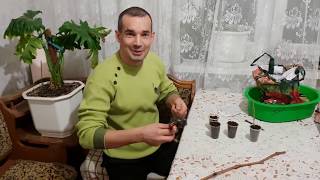Донецк Аква и первые шаги в виноградарстве, новое хобби, самое начало как есть.