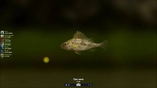 Ерш амер, открытие локации, На реке, в игре Trophy Fishing 2