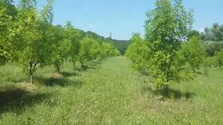 Плантация Унаби Зизифуса Ююба