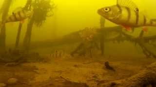 Ловля окуня на блесну и балансир. Подводная видеосъемка. 03.2015 р. Волга. Perch fishing underwater.