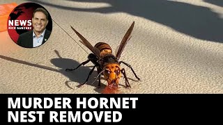 Remember killer bees? Now we’re swatting ‘murder hornets’