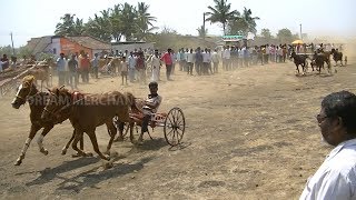 Horse Cart Race Yamagarni.2019,Senior.скачки. 赛马. paardenrennen. balap kuda