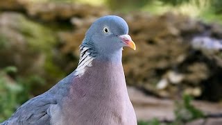 Дикий лесной голубь вяхирь или витютень    dove ringdove