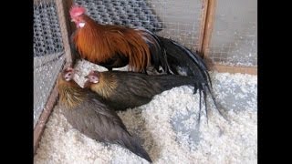 Zwerg-Phönix: Ältere Küken und Hühner 2011