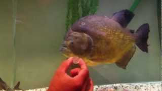 Worlds Biggest And Largest Piranha (In-captivity)