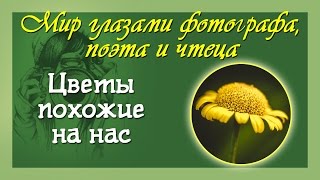Цветы, как люди - так похожи Авторские стихи и прочтение