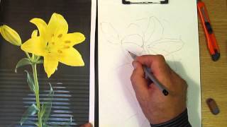 Как рисовать лилию. Часть 1. Урок 28. How to draw a lily. Lesson 28