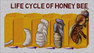 Honey Bee Complete life cycle  |