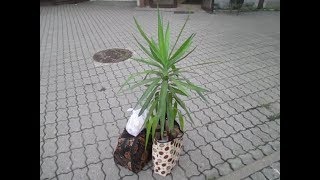Юкка-1. Обновка – в Зелёный Уголок! Я похожа на женщину, приехавшую из отпуска))