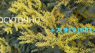 Мимоза оптом +7(919)881-94-25 КРУГЛОСУТОЧНО