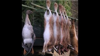 СУМАСШЕДШЕЕ открытие охоты на зайца 2018 / отличная охота