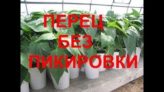 Сажаем сладкий перец на рассаду без пикировки. 1 часть.