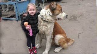 Не БОЙТЕСЬ АЛАБАЯ Акбара. Do not be afraid to Central Asian Shepherd. Одесса.