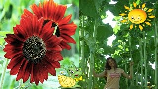 Декоративные подсолнухи. Decorative sunflowers