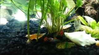 Gay Bully Guppies
