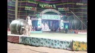 Hippopotamus Showing Tricks in Famous Indian Circus - Hippo / Jalhastee