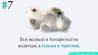 11 цікавих фактів про Антарктиду природа та фауна континенту