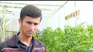 Йилига 1 тоннагача лимон ҳосили олаётган тадбиркорни нима қийнамоқда?