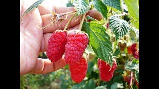 Супер способ посадки малины осенью / Выращивание малины / Как увеличить урожайность малины