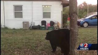 ‘He’s huge!’: Woman records black bear at her home in Volusia County