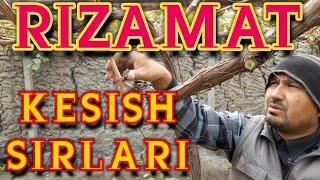 Rizamat navli uzumni kesish va qishga tayorgarlik haqida to‘liqroq malumotlar.