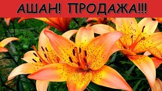 В АШАН быстрее!!! Лилии,лилейники,клематисы! Флоксы,гладиолусы и...