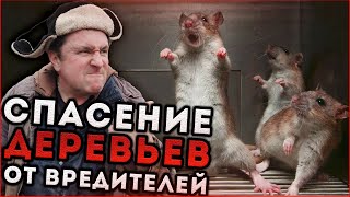 КАК ИЗБАВИТЬСЯ ОТ КРЫС ? | СПАСЕНИЕ ДЕРЕВЬЕВ ЗИМОЙ | МЕДВЕДКИ И ЗАЙЦЫ ВАМ НЕ СТРАШНЫ