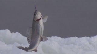 Рыбалка по заберегам в МОРОЗ - 45. Красивые морозные пейзажи Сибирь