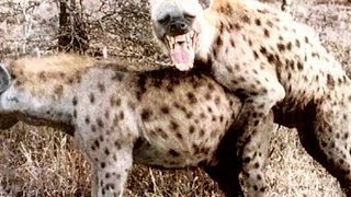 Приколы с животными!  Самые смешные спаривания животных!  Funniest Animals