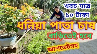 মাত্র ১০ টাকায় বাড়িতে ধনিয়া পাতা চাষের সবচেয়ে সহজ পদ্ধতি// ধনিয়া পাতা কিনতে হবে না//