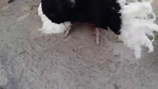 Брачные игры страусов