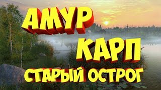 русская рыбалка 4 фарм Карп и Амур старый острог #рр4