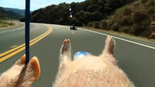 'Maxwell the Piggy Meets the Street Luge' Funny Geico TV Commercial