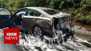 Eel slime cascades over US road - BBC News
