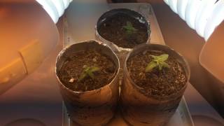 420 GROW #11