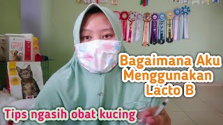 Obat Diare Kucing di Apotik Lacto B