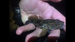 #3 Кого или Что Можно Поймать на Реке Ночью Осенняя Ночная Рыбалка Ловля на Кольцо. Ловля Бычка