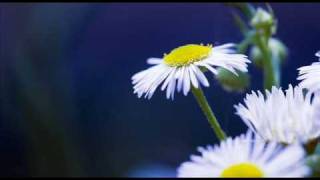 Antonio Vivaldi: Chamber concerto for flute/violin, violin, bassoon, violoncello & b.c. (RV 106)