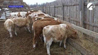 Фермерские хозяйства Астраханской области перешли на зимний режим