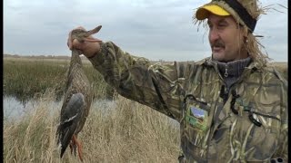 Правильная маскировка на охоте и умелая стрельба по утке курковка 16 калибр.