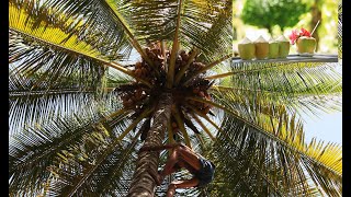 How to Climb ,Drink coconut water from tree l Thunder coconut l