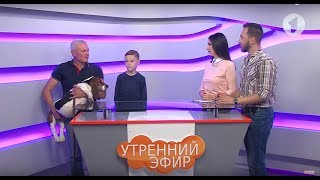 Илья и Александр Турлаковы о породе собак бассет-хаунд / Утренний эфир
