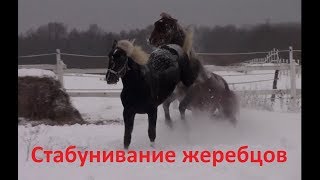 Стабунивание жеребцов. Психология и поведение. 1 часть