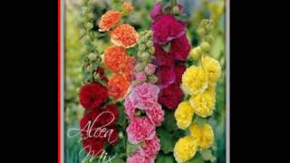 Malwa pelna mix - 2 szt 218