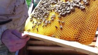 Пчелы - от покупки до сильной пчелосемьи (часть 3)