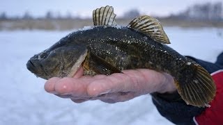Ловля крупного ротана в Метель. Неизвестный водоем на северо-востоке Челябинской области.