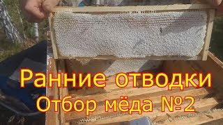 Ранние отводки. Карника, Отбор мёда №2  Медосбор 2019