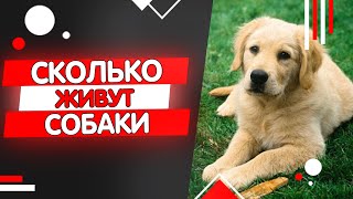 Сколько живут собаки, продолжительность жизни собак.