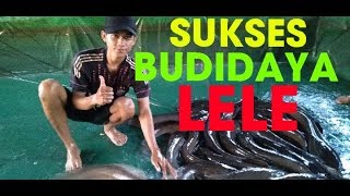 Pemuda sukses budidaya lele