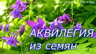 АКВИЛЕГИЯ  из семян